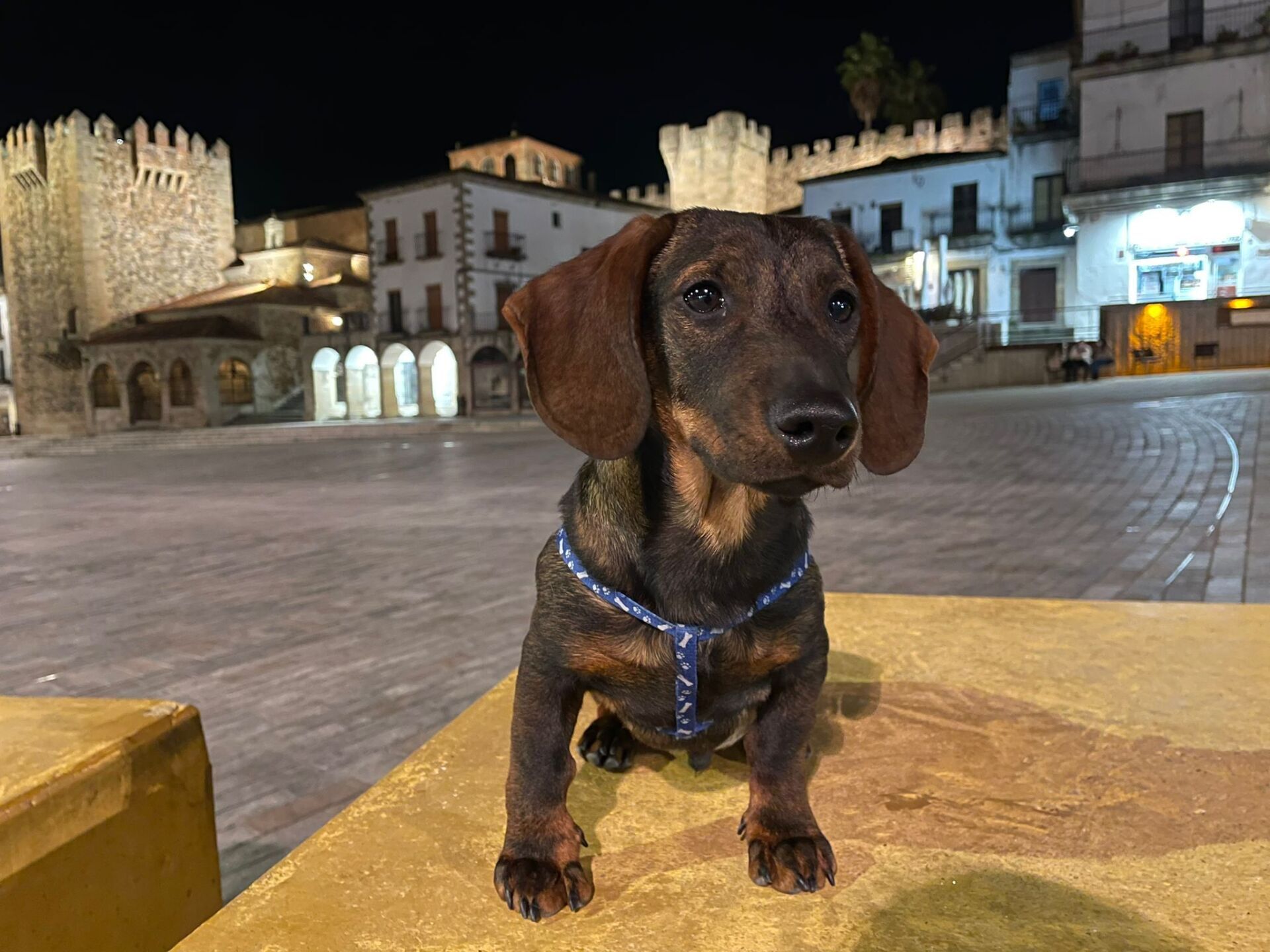 Perro teckel de mirada tierna.