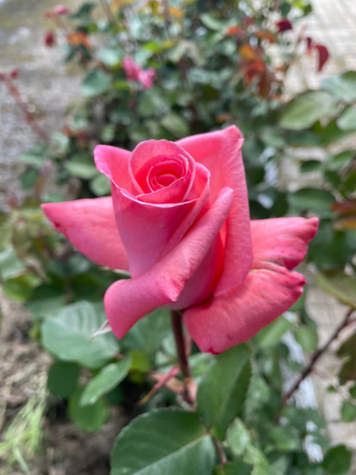 Una rosa que me regaló alguien muy especial.