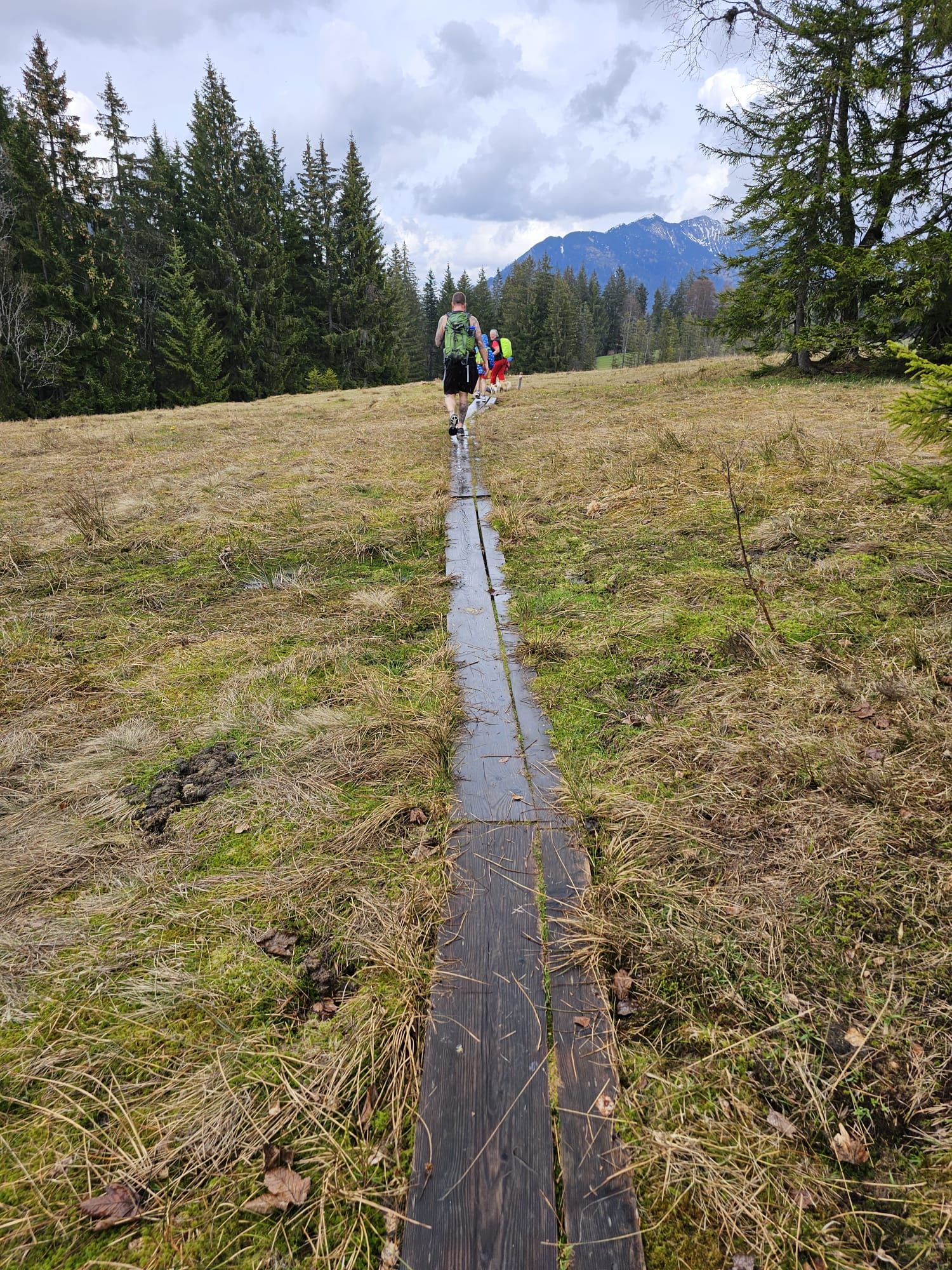 Über das Hochmoor