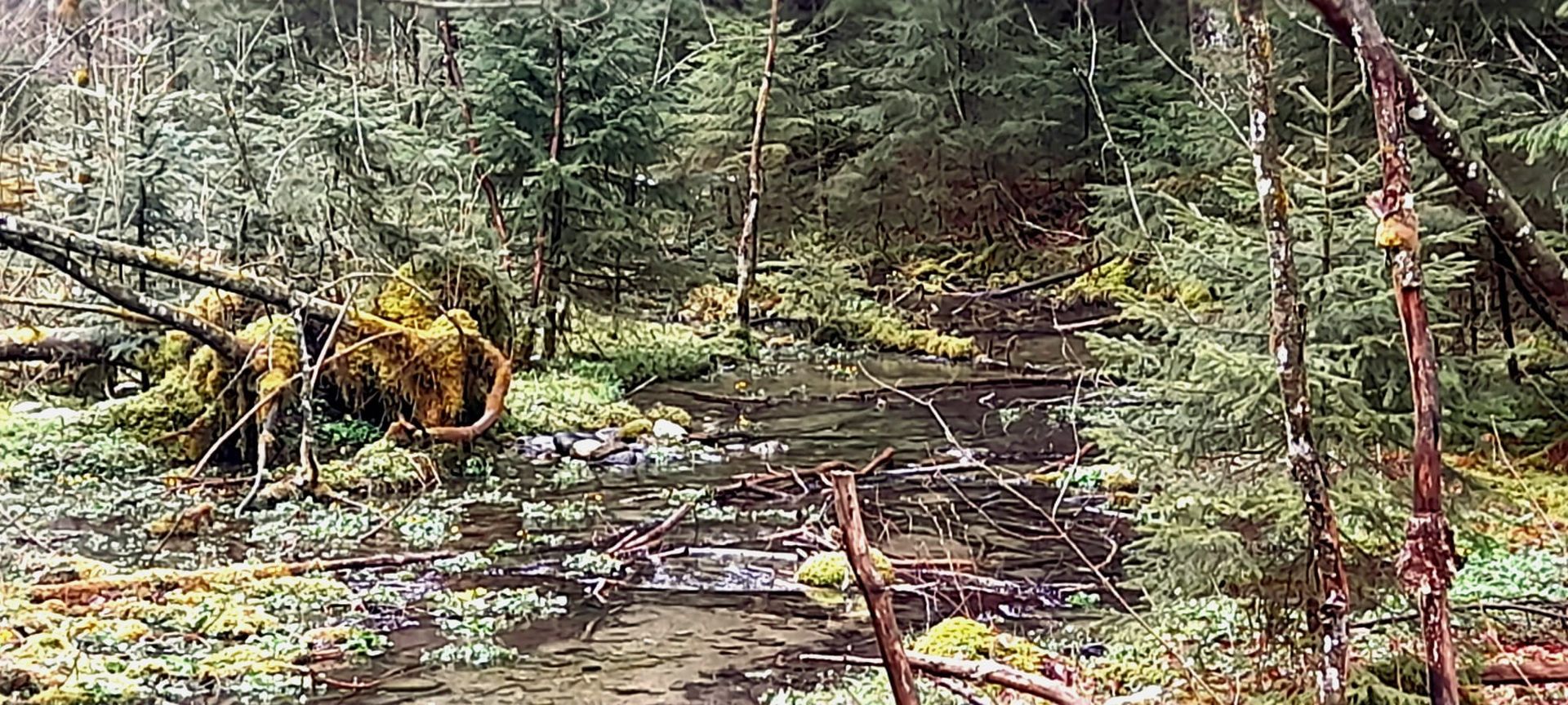 Pure Natur abseits der Wege