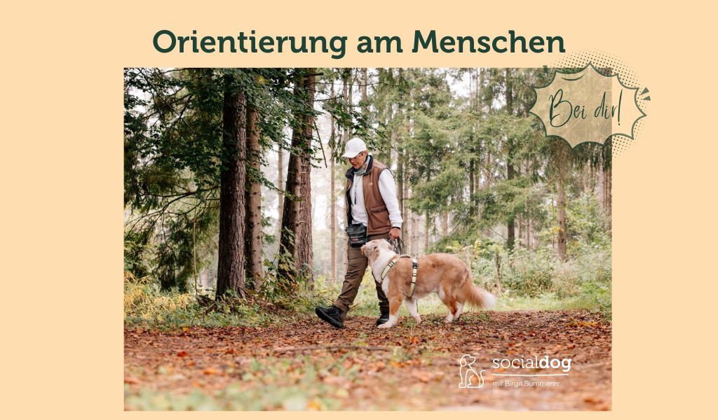 Hund orientiert sich am Menschen