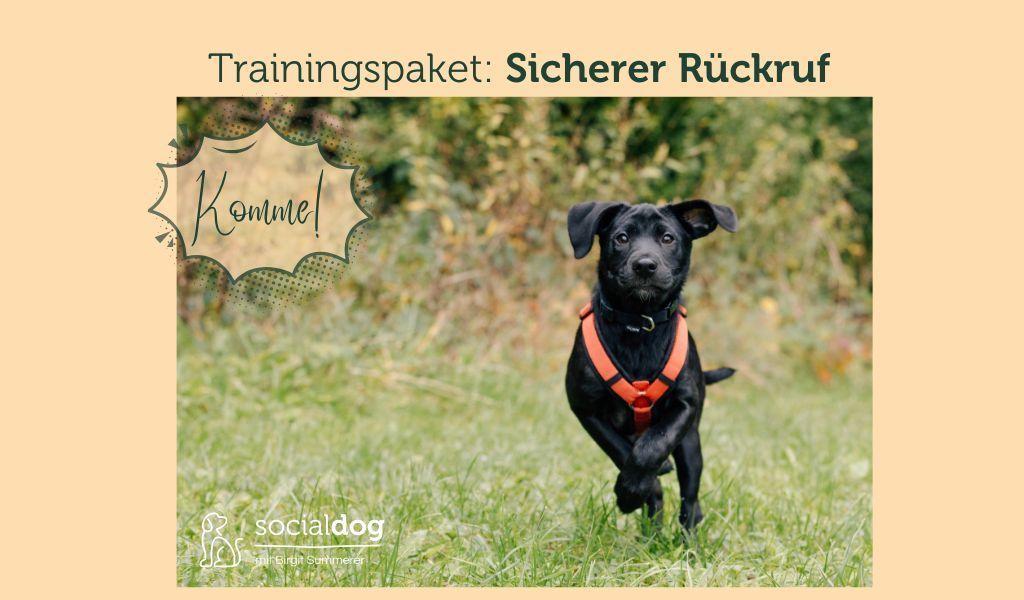 Hund rennt auf direktem Wege zum Menschen