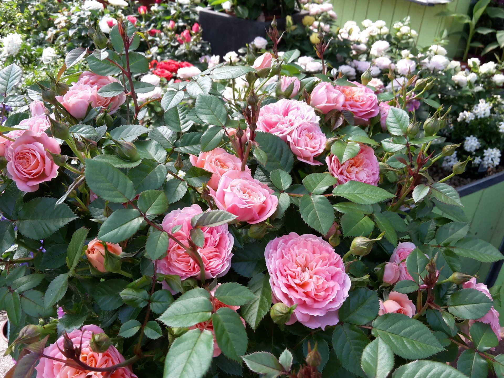 Rosen