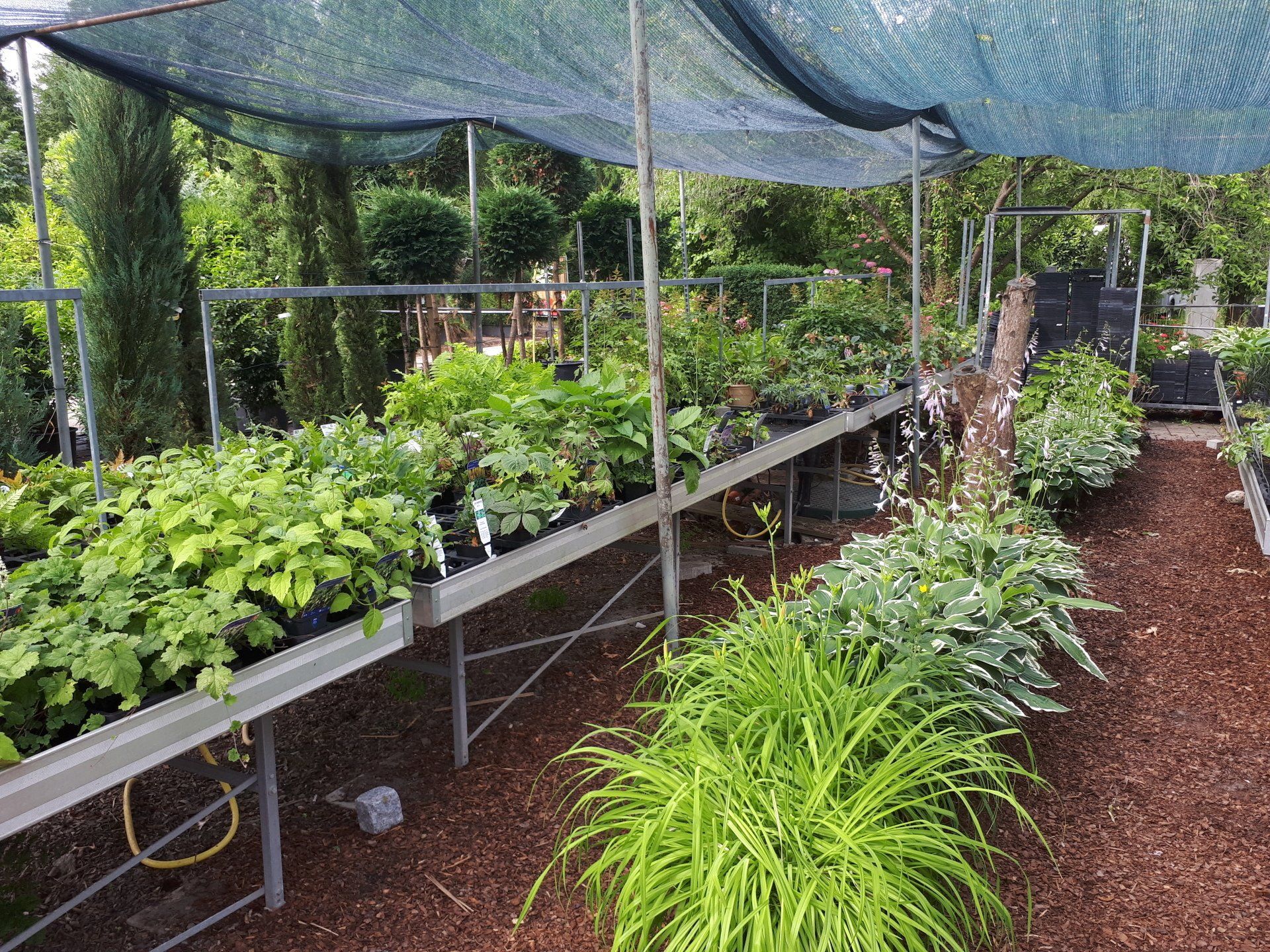 Stauden, Gräser und Farne