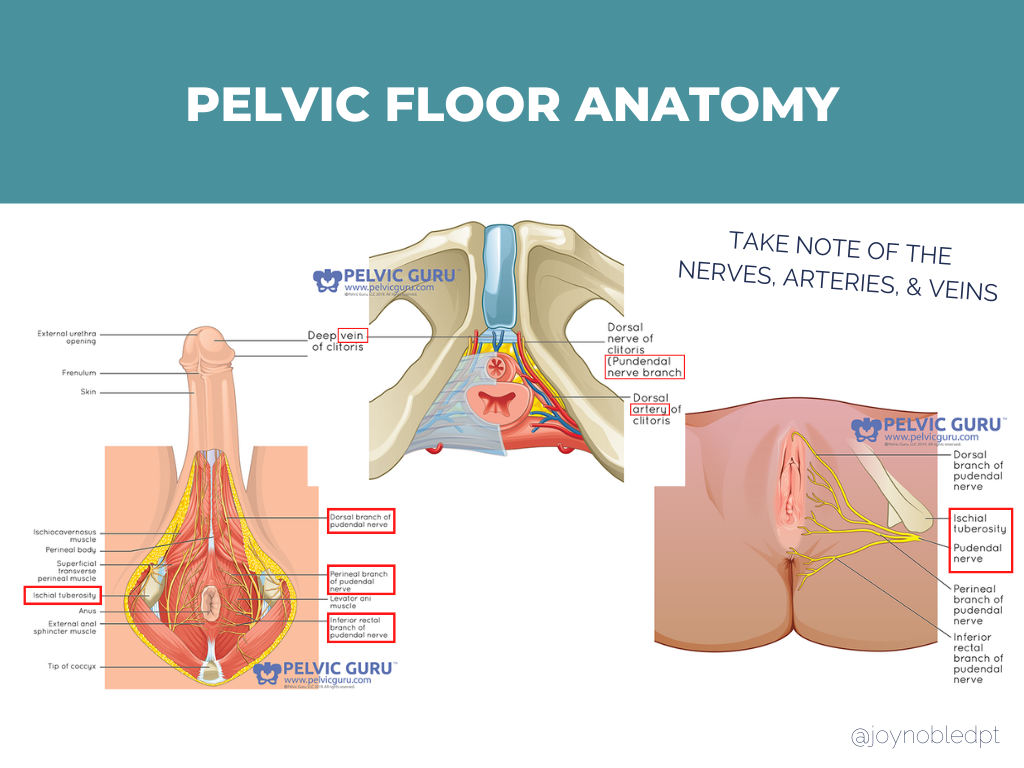 pelotons & pelvic floor anatomy