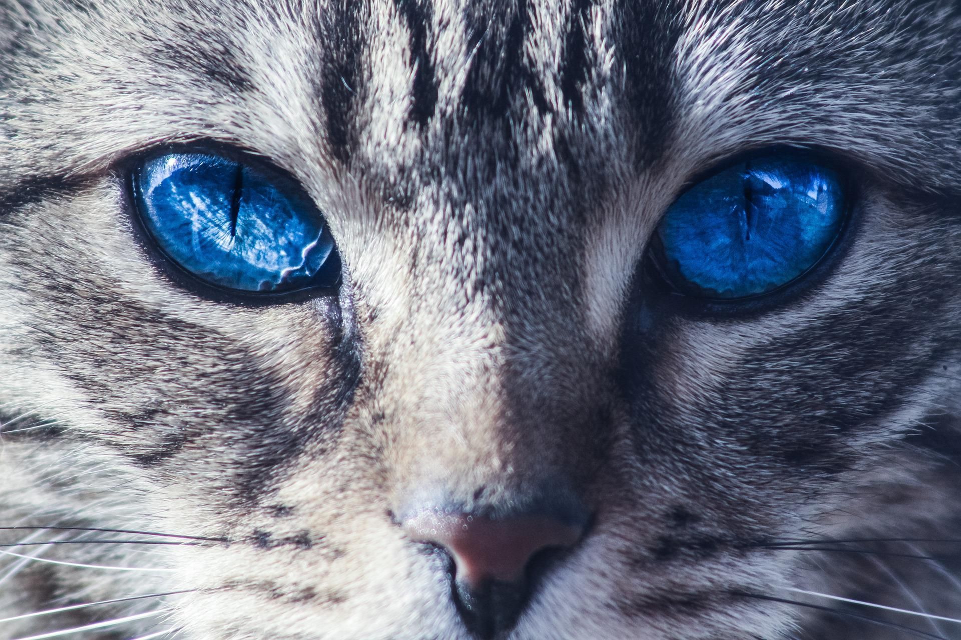 Formation Communication animale intuitive