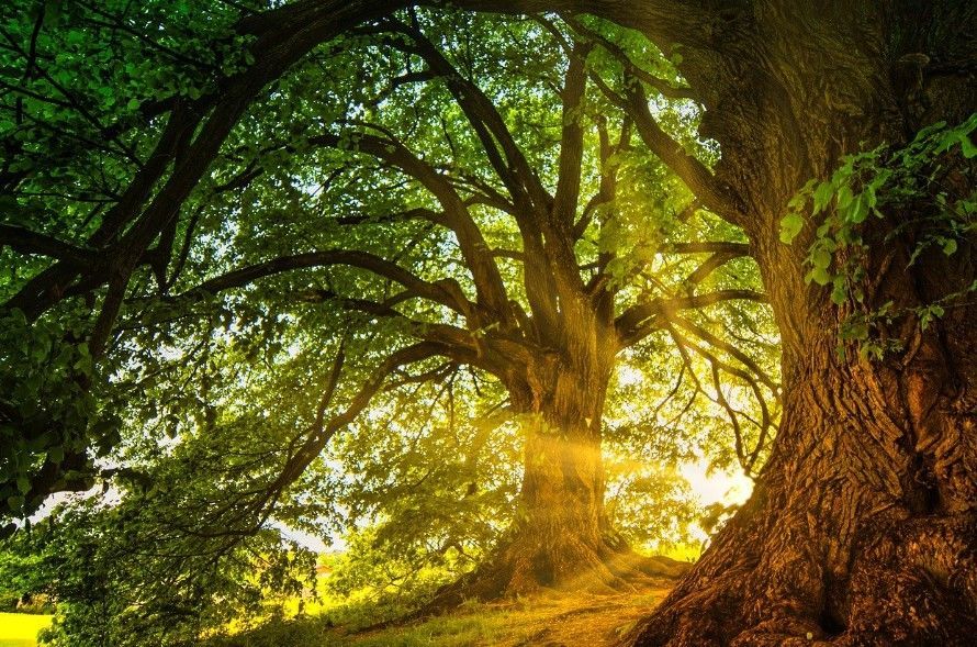 Esprits de la Nature