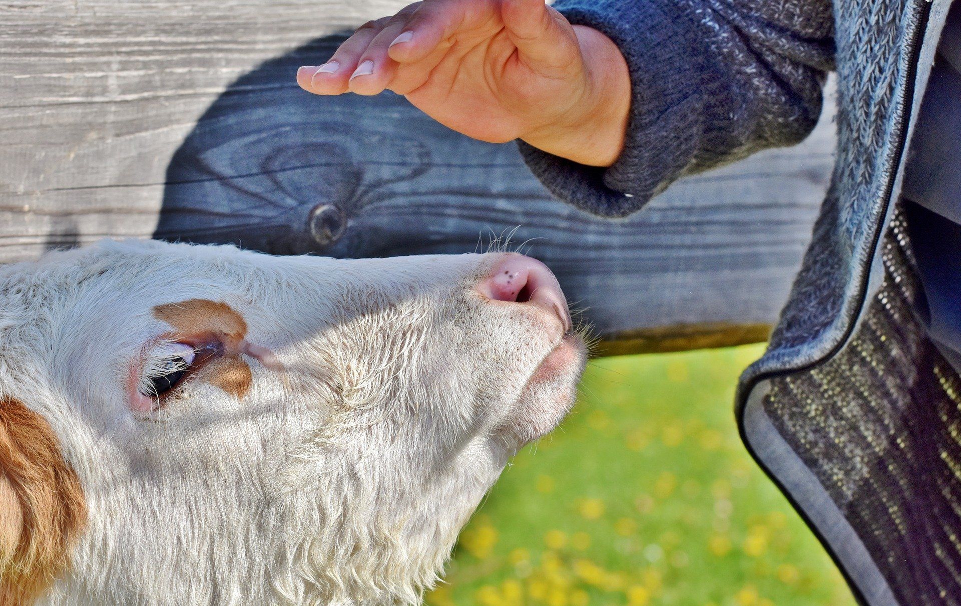 Soins énergétiques aux animaux