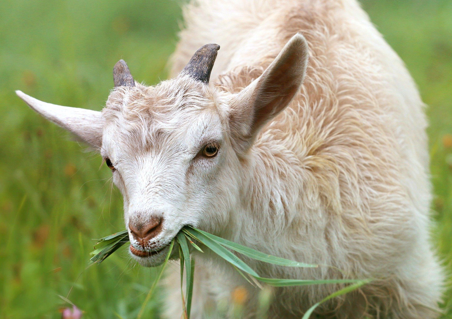 Communication animale intuitive
