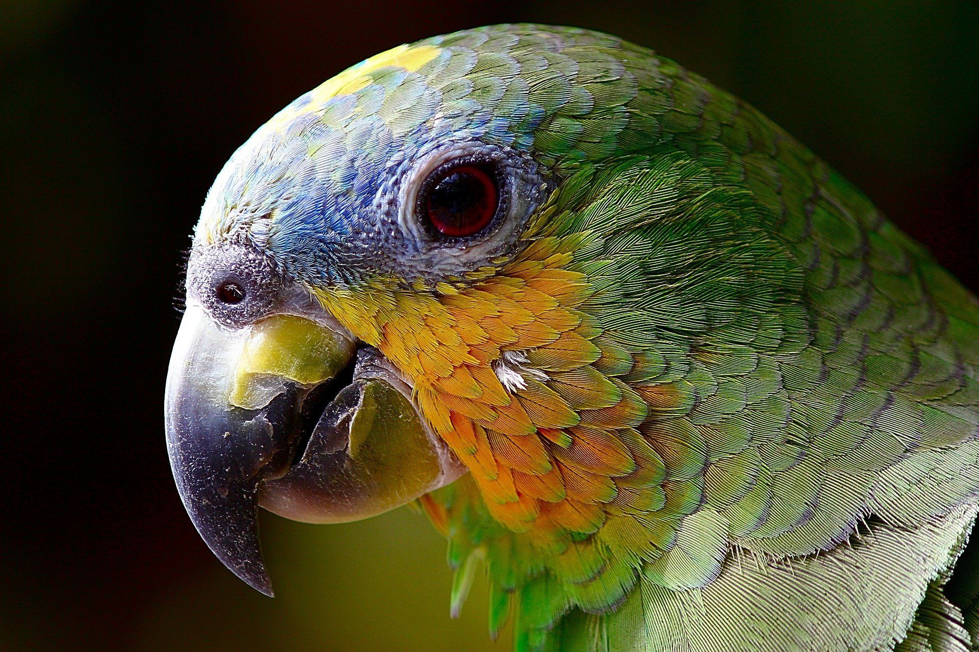 Communication animale intuitive