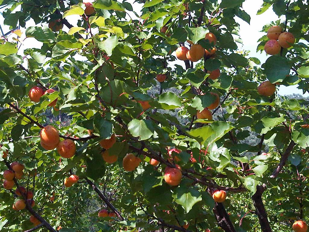 Albicocche da raccogliere