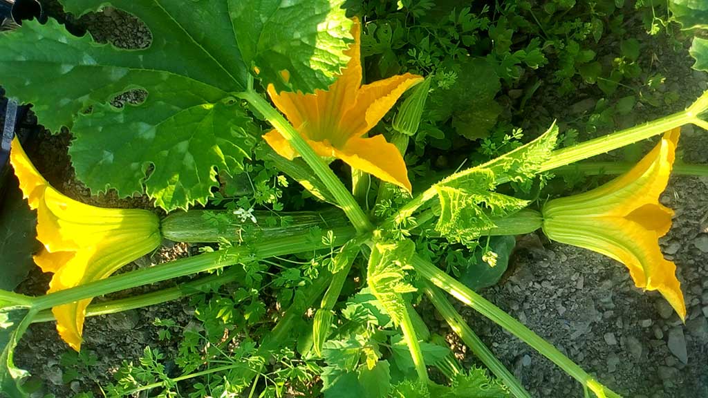 Pianta di zucchina