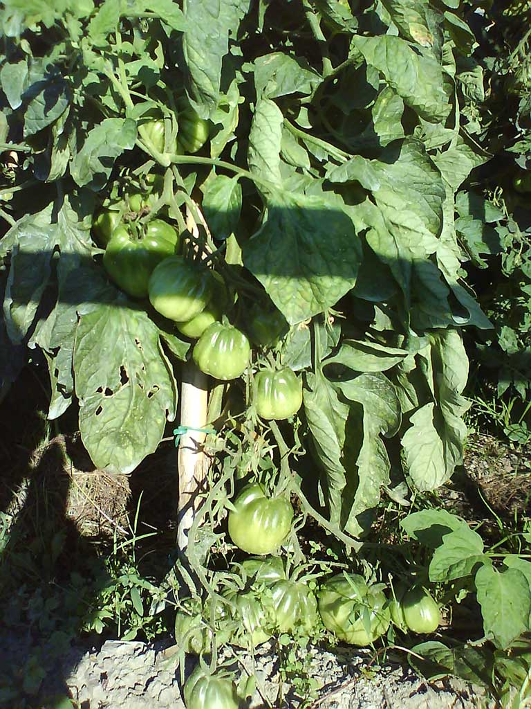 Pomodori cuori di bue