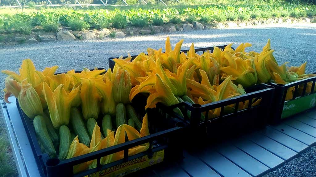 Zucchini appena raccolti