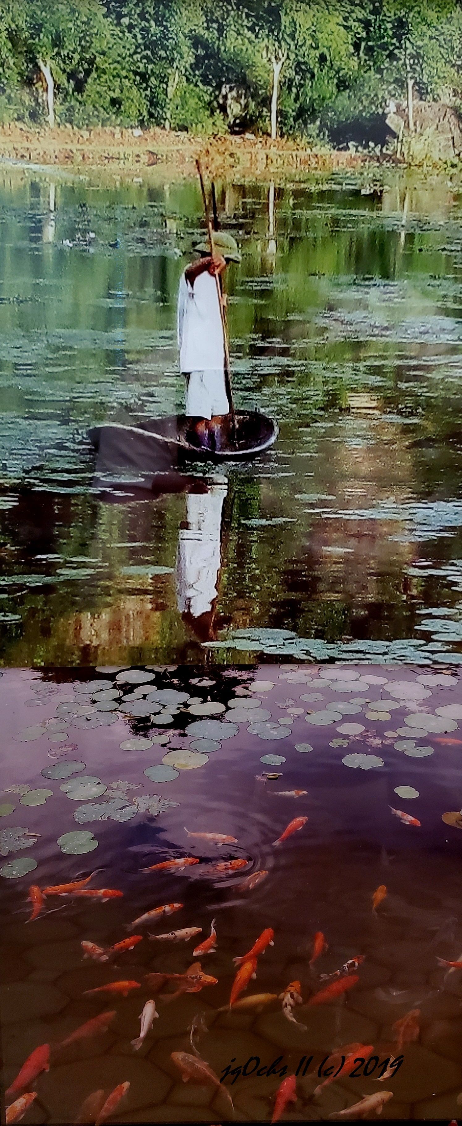 Person in a conical hat on a boat in a lily pad covered pond with koi fish.