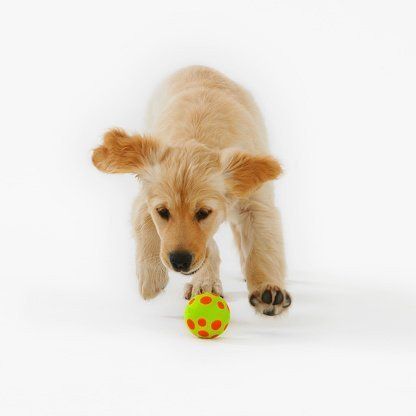 fido