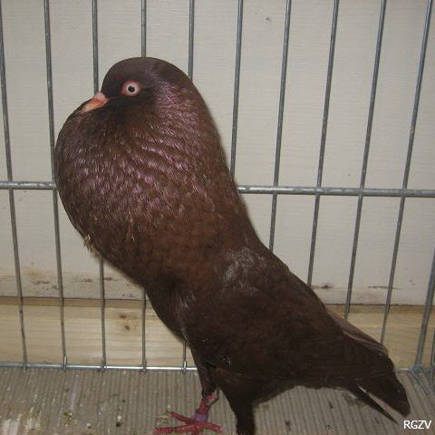 Stellerkröpfer Stellerkröpfer