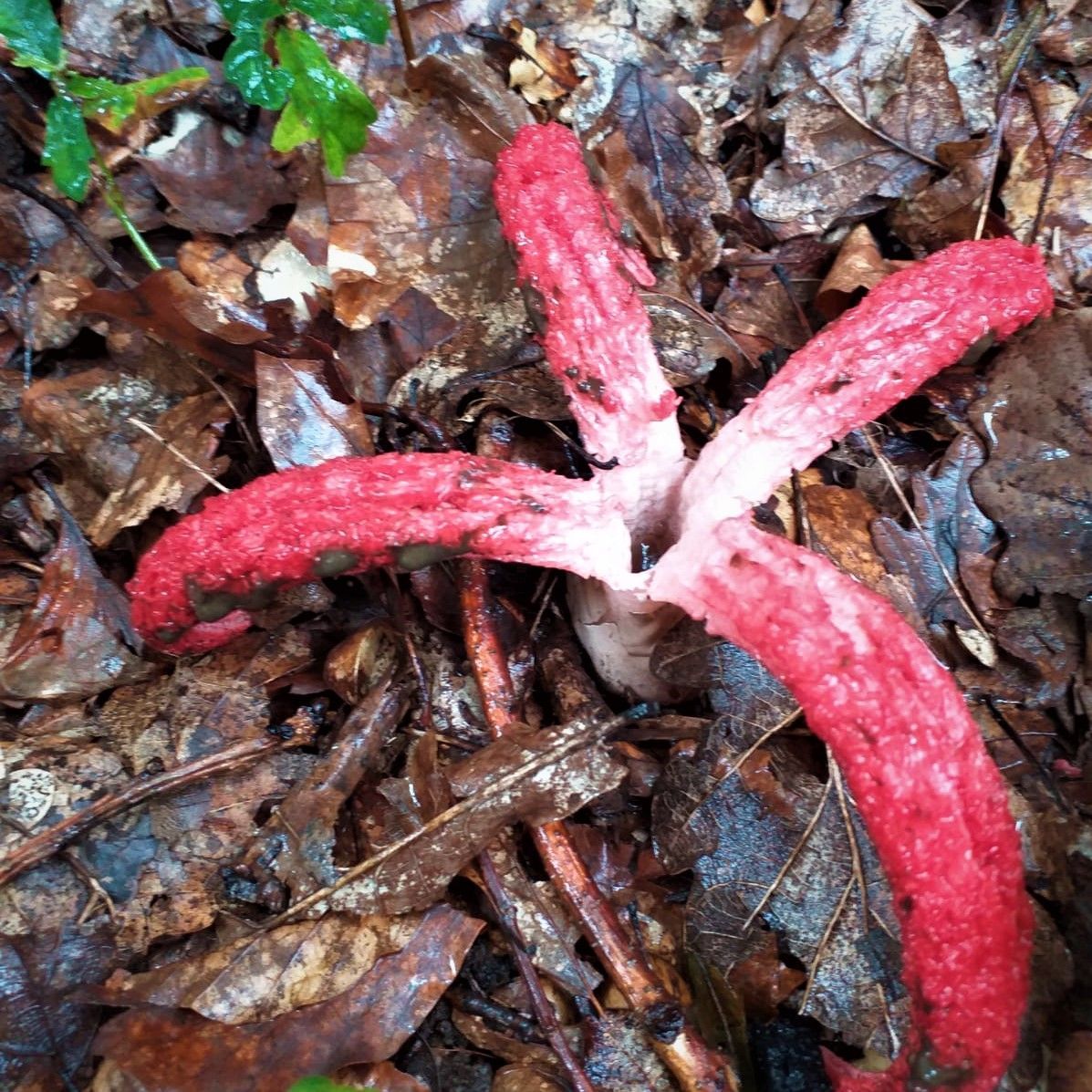 Pilz der aussieht wie ein Stern