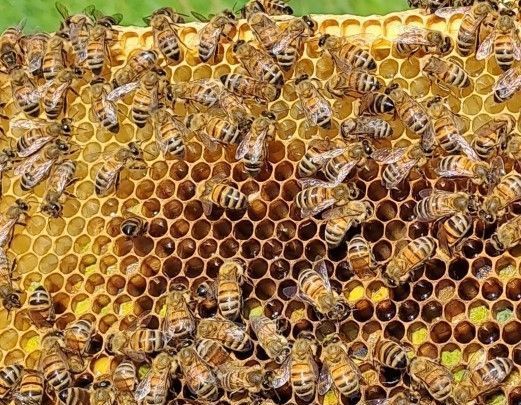 Bienen an einer Bienenwabe