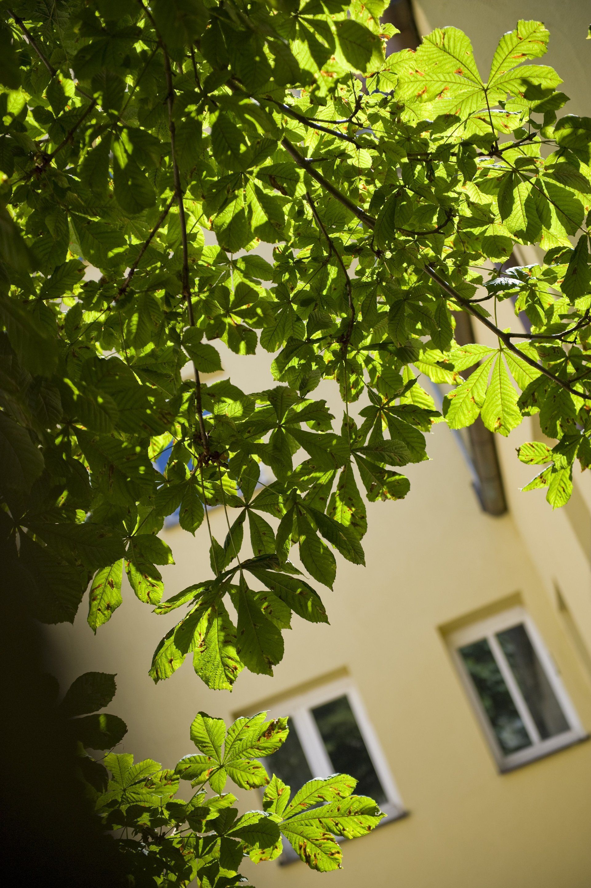 Apartment Goldener Kranich, Regensburg, Innenhof