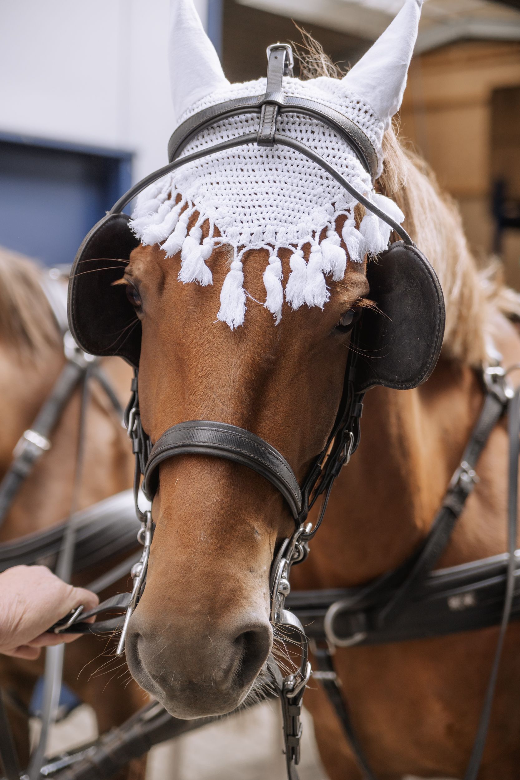 Pferd Hochzeit Schloss Körtlinghausen