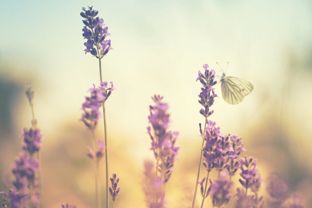 Kräuter - Ernährung - Beratung