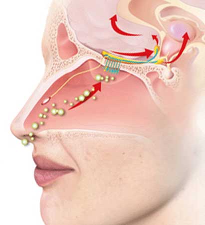 Nez et cerveau limbique Nez et cerveau limbique