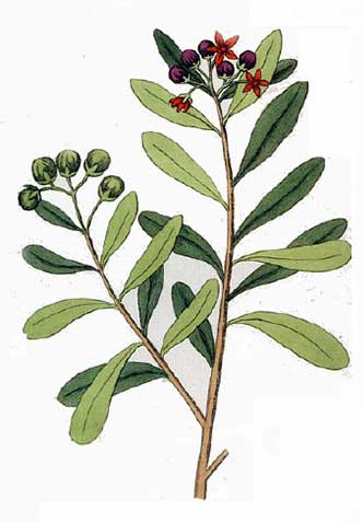 Le Saro est une plante endémique de Madacascar à la composition biochimique proche de celle du Ravintsara. Elle s'en distingue par des molécules aromatiques à même de soutenir le mental face à l'action à entreprendre. Saro de Madagascar