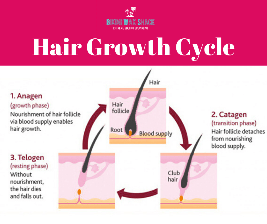 Image of the human hair growth cycle