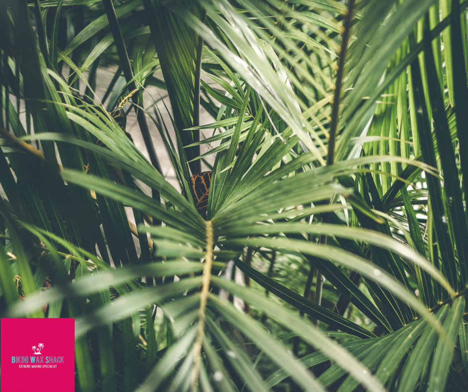 Bikini Wax Shack Palm Leaves