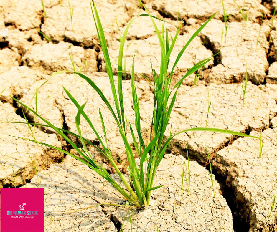 Dehydrated earth with grass tuft growing