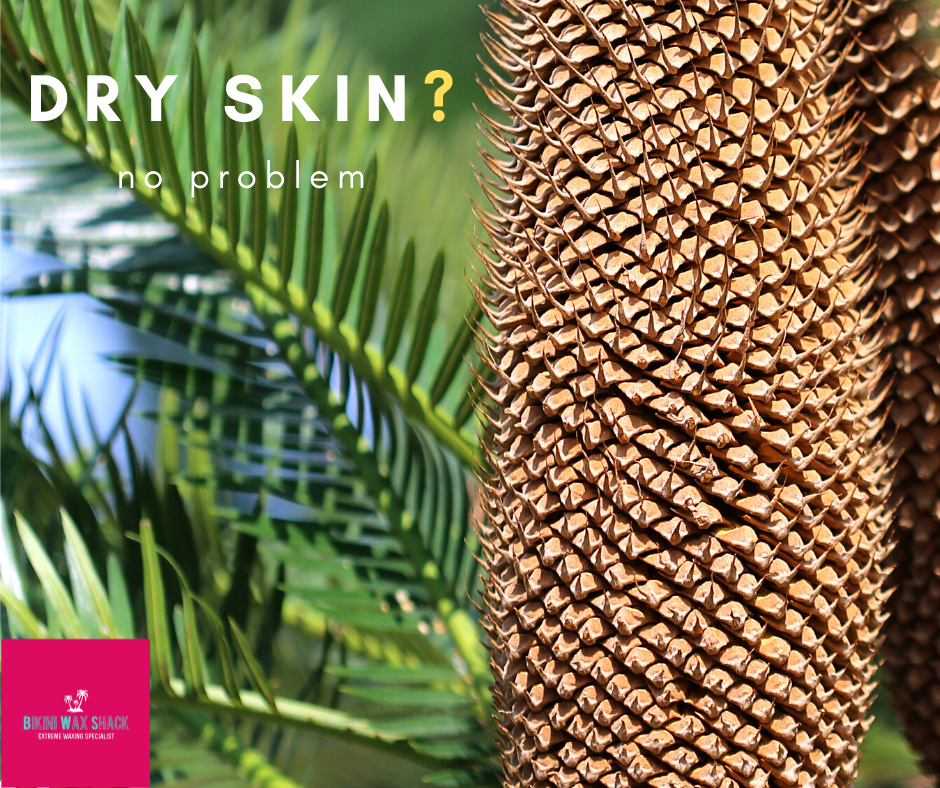 Palm cone close up with slogan dry skin?