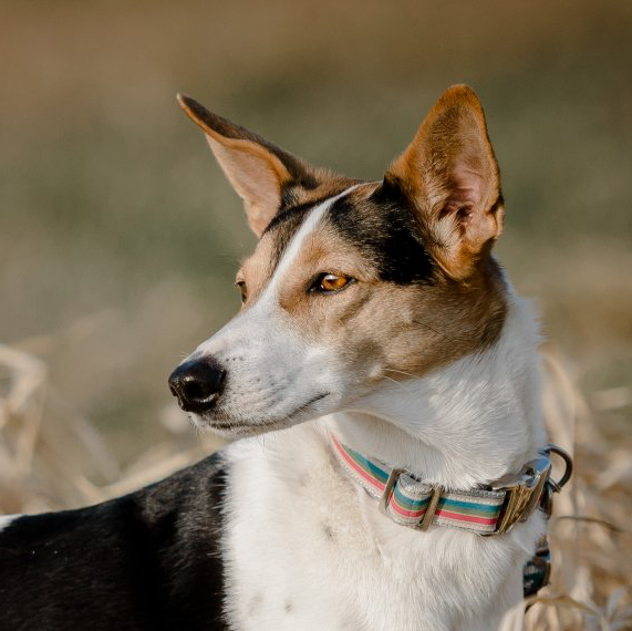 Meine Hündin Belinda