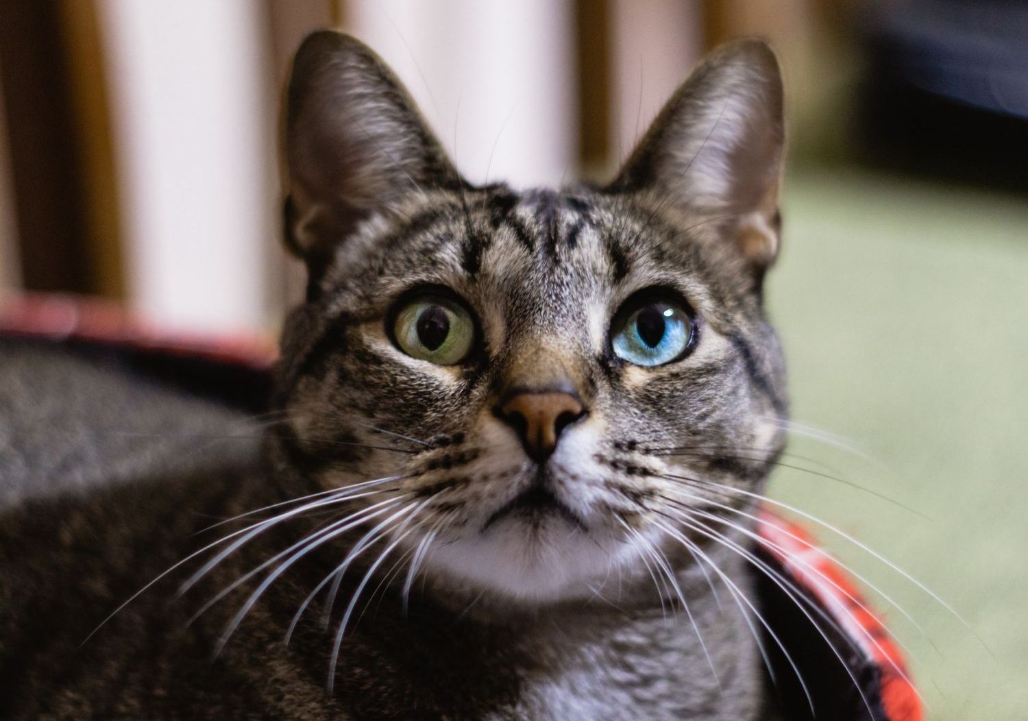 Oui. Les animaux aussi peuvent avoir des corps flottants dans les yeux.