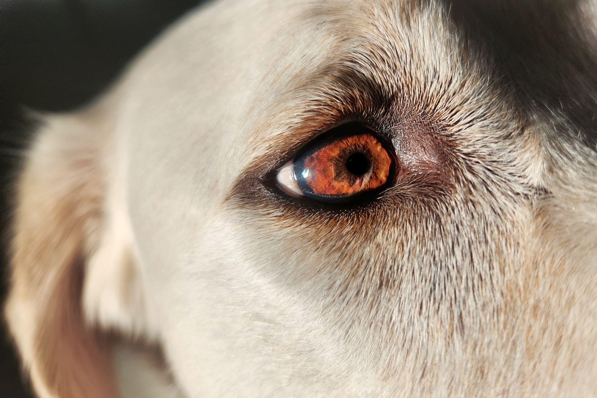 oeil chien