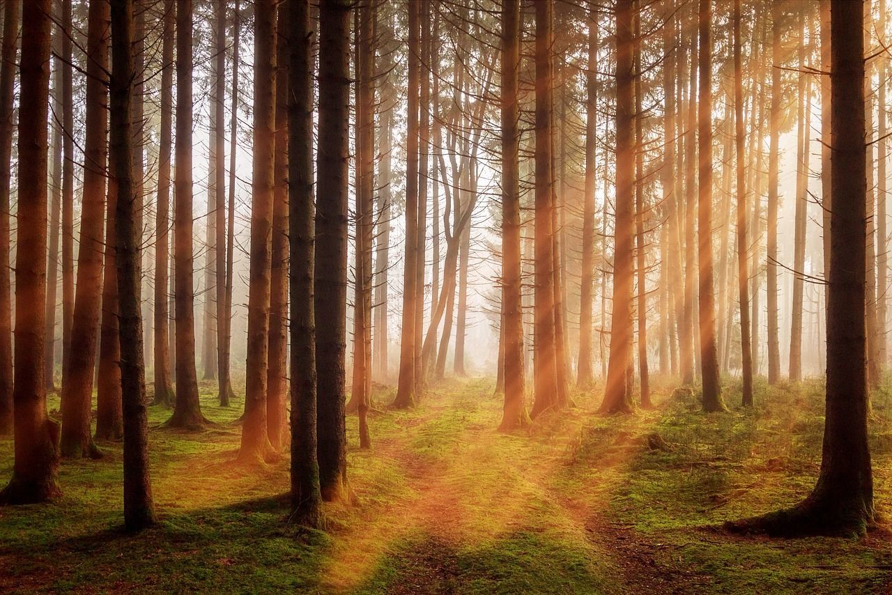 NaturErlebnisPilgern NaturErlebnisPilgern