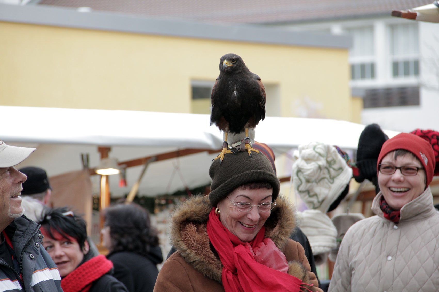Falke auf dem Kopf einer Besucherin bei der Greifvogelschau bei Weihnachten in Westend