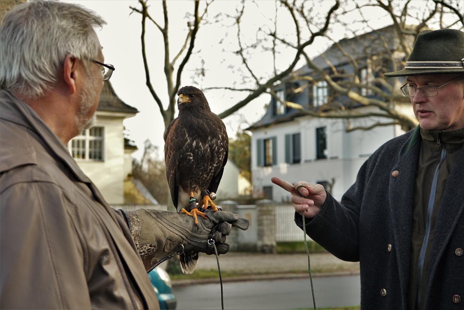 OliverPeipe Falkner Oliver Peipe und Greifvogel sind perfekt aufeinander abgestimmt.