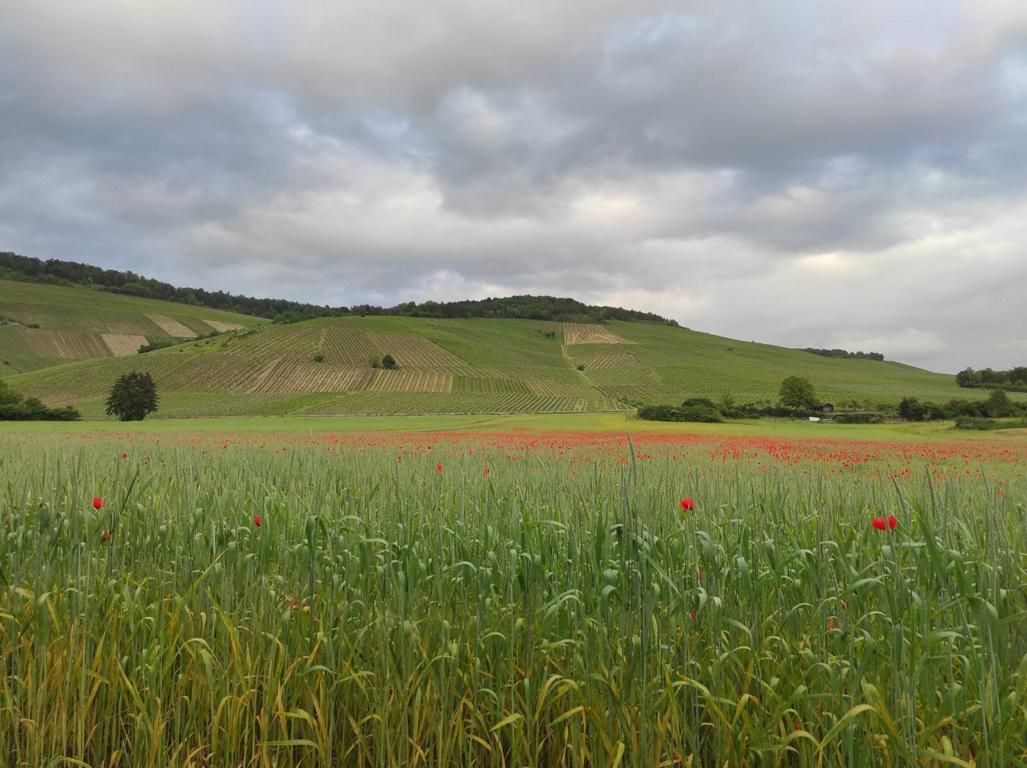 Die Idylle entsteht auch durch Mohnblumenwiesen und Rittersporn. Die Weinberge der Winzerfamilie Koch liegen im Herzen von Weinfranken. Unser Blick fällt auf Mohnblumenwiesen und dahinter liegenden Hügeln.