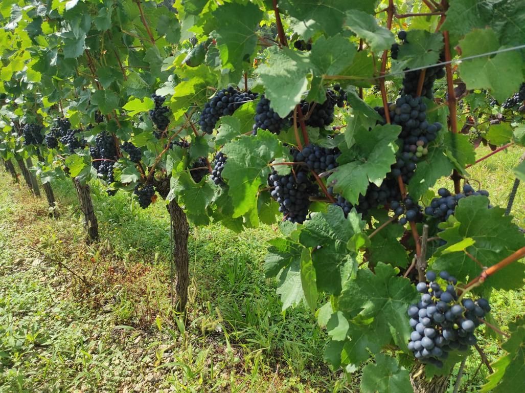 Idyllisches Bild vom blauen Wein (Franken) bei Winzerfamilie Koch