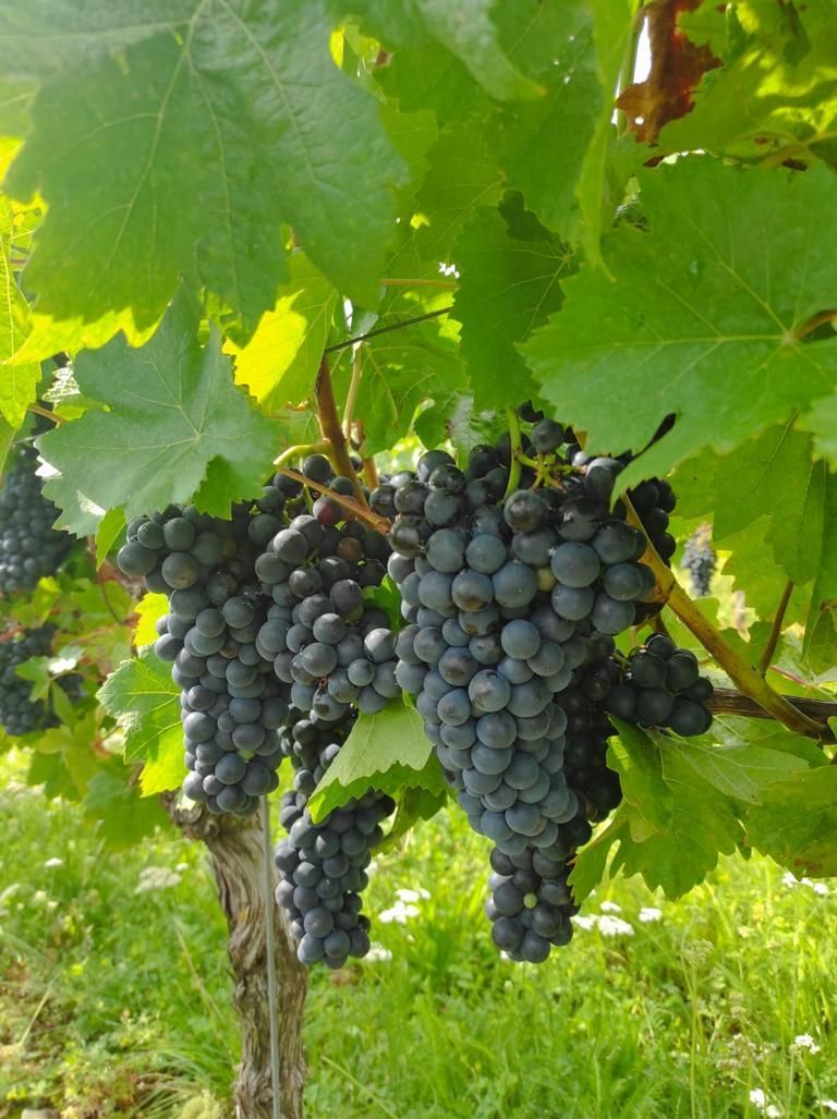 Dicke blaue Trauben an einem Rebstock bei Sonnenschein im Frankenland (Winzerfamilie Koch)