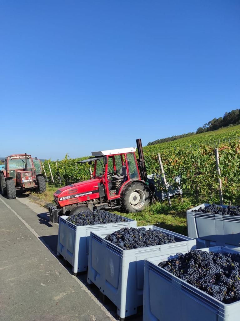 Abfahrt blauer Trauben, die bei Winzerfamilie Koch geerntet worden sind (Franken)