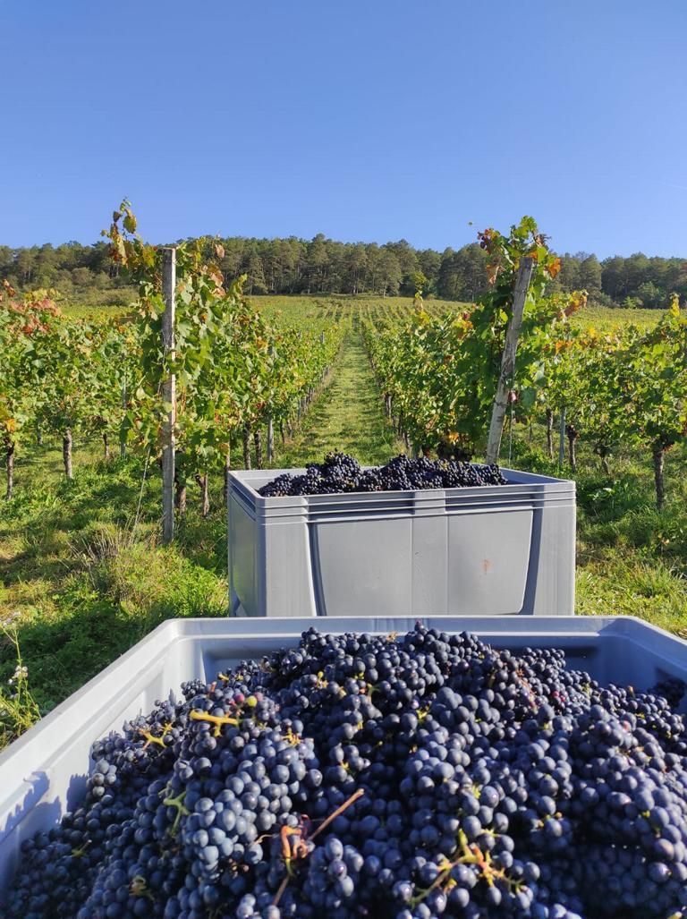 Ernte blauer Trauben gesammelt in einem großen grauen Kastentrog (Franken) bei Winzerfamilie Koch