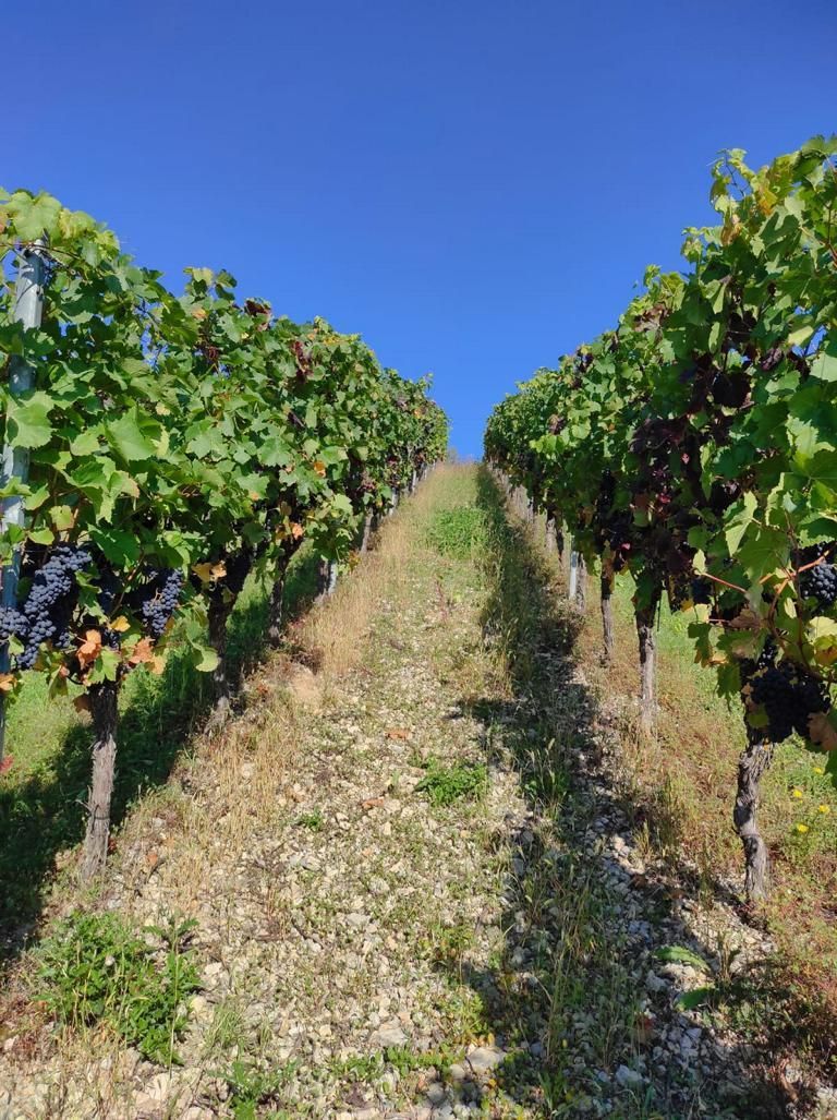 Blauer Wein kurz vor der Ernte an den Rebstöcken der Winzerfamilie Koch (Franken)