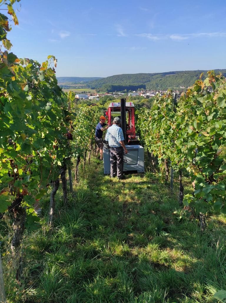 Ernte bei Sonnenschein im Weingarten von Winzerfamilie Koch (blaue Trauben)