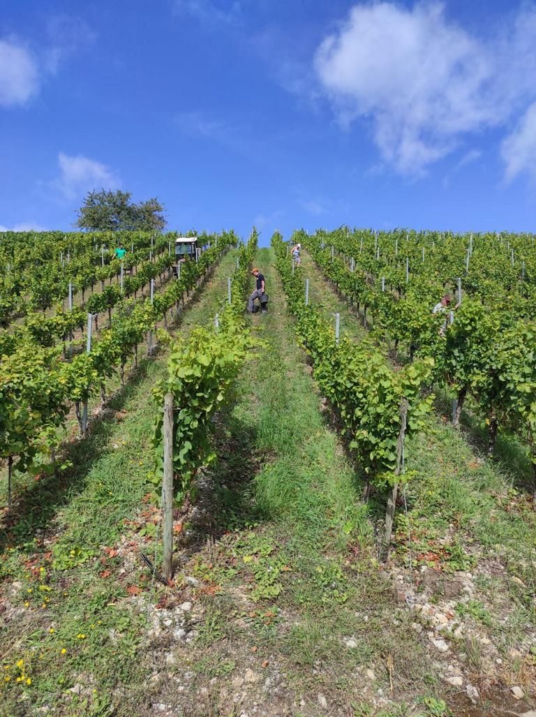 Erntehelfer sind mit Eimern unterwegs. Bald wird es die Ernte des weißen Weins in den Gärten der Winzerfamilie Koch (Franken) geben.