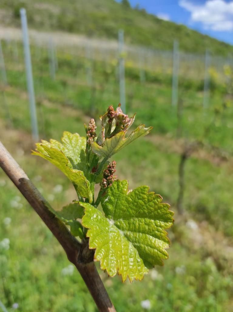 Blüte am Rebstock im Weingarten bei der Winzerfamilie Koch (Franken)