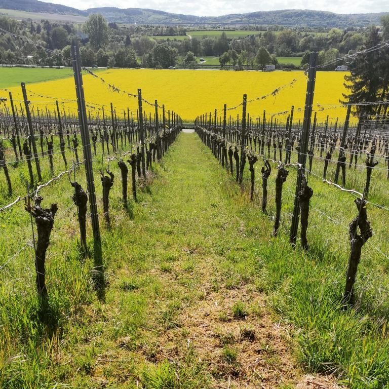 Angrenzendes Rapsfeld hinterm Weingarten der Winzerfamilie Koch (Franken)