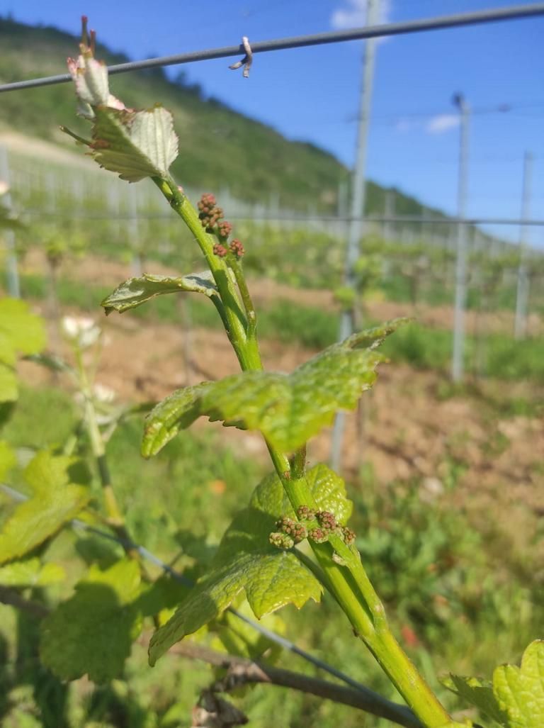 Hier treibt roter Wein am Weinstock! Foto: Winzerfamilie Koch (Franken)