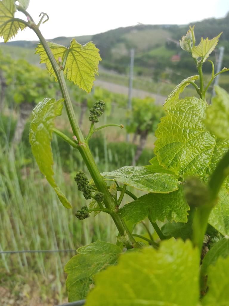 Trieb am Weinstock im Weingarten der Winzerfamilie Koch (Franken)